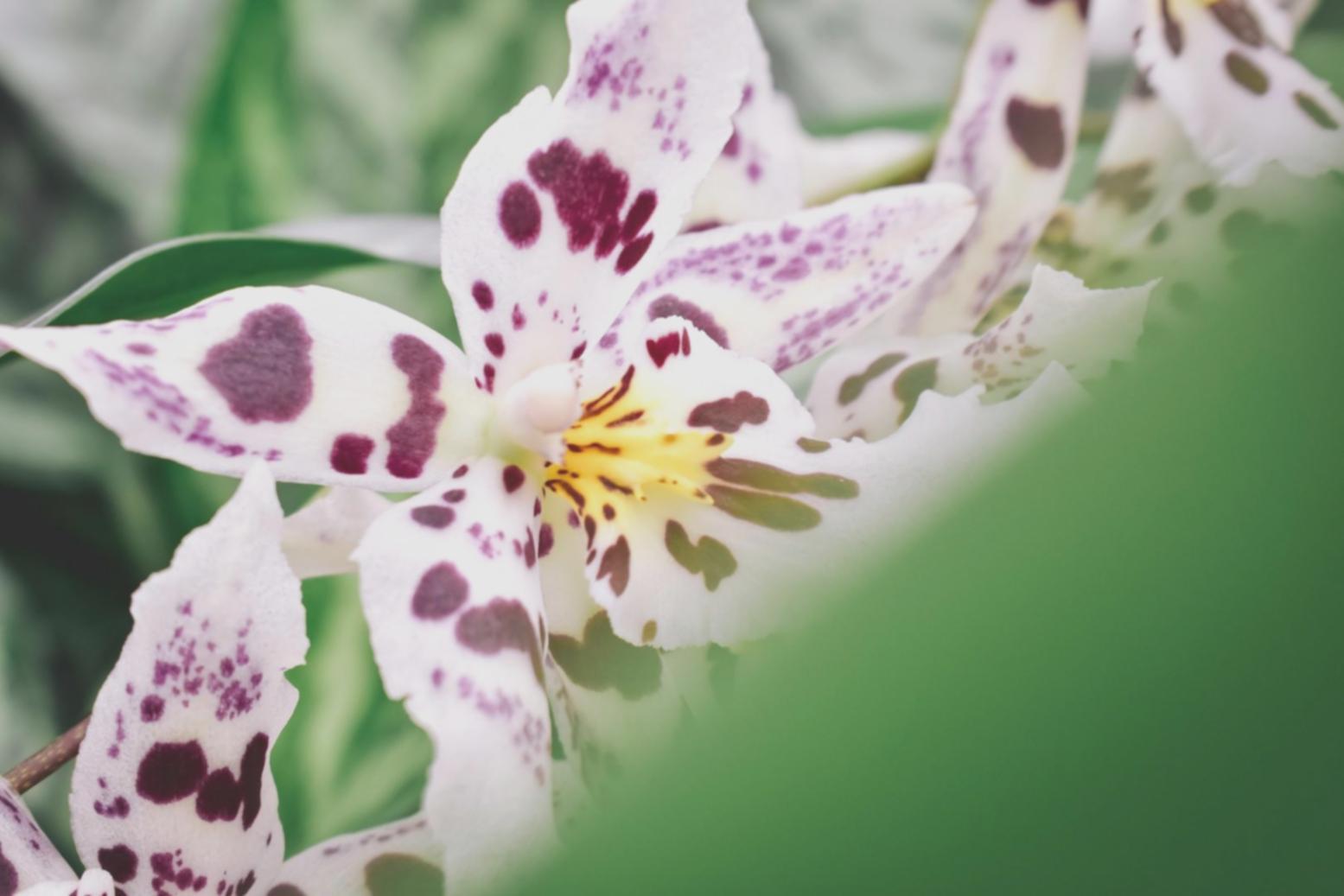 Fresh flower arrangements being carefully prepared by our team